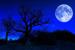 blue-moon-tree